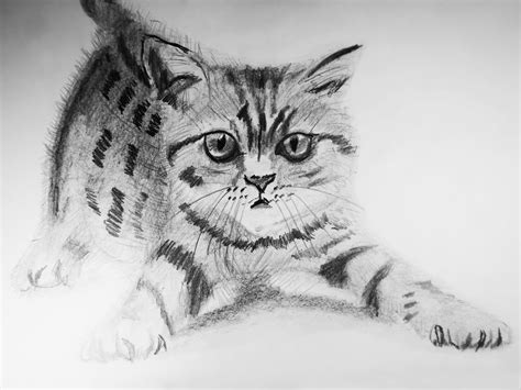 fotos de dibujo de gato|dibujos de gatos a lapiz.